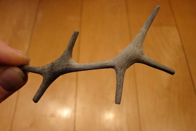 Close-up of fingers holding an object shaped like an antler or a twig. 
