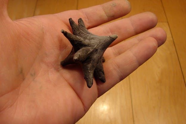  Close up of a palm holding a brown object with two pointy ends at the top and bottom and multiple pointy ends circling the midpoint. 