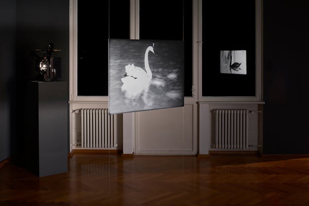 A canvas hanged by the ceiling depicts a white swan on a black environment, behind it is projected from the left a a black swan in a gray environment. 