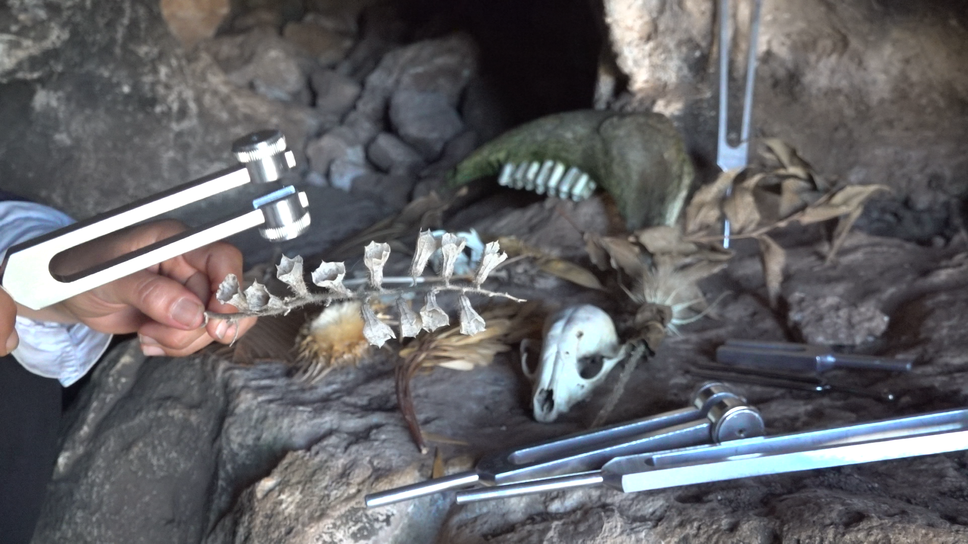 A close up of Maayan Tsadka's hands mid-performance in what appears to be a cave-like setting, surrounded  by rocks. Tsadka is holding a dried plant in one hand and in the other, partially cut off by the frame, she is  holding a tuning fork. Atop an elevated section of rock, near her hands, Tsadka has arranged several other  tuning forks of different sizes, dried leaves and plants, and an animal skull, which she is using in the  performance.