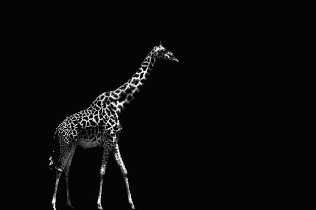 Black and white image of a giraffe walking in pitch black, its body white and marked with black spots. 
