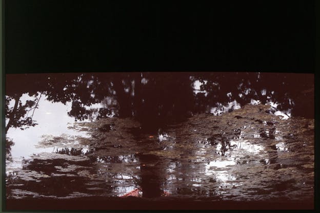 Dirty puddle reflecting leafy tree branches in sepia hues and black shadows, bordered with a thick black strip along the upper edge. 