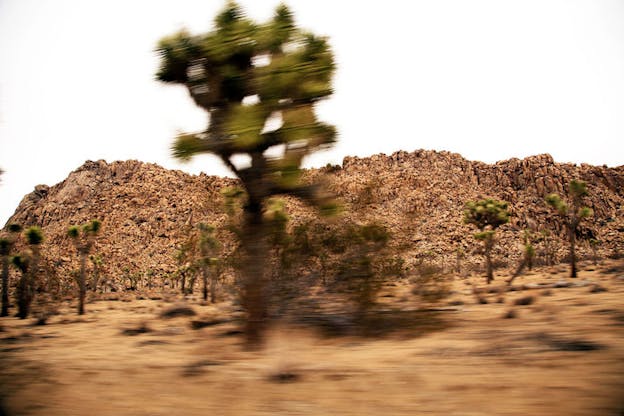 Cacti and desert ground are blurred in front of an in-focus tan-colored granite rock structure and a white sky.