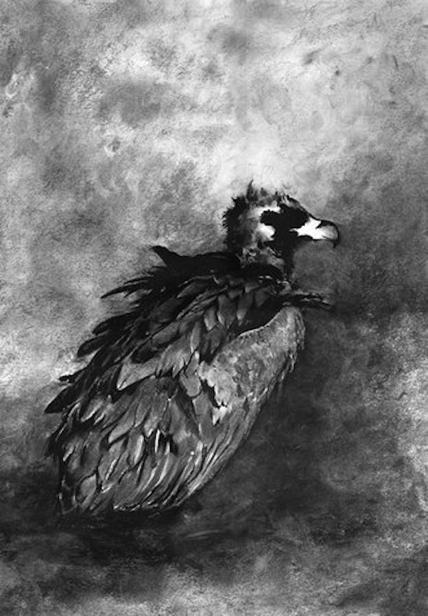 A charcoal drawing of a vulture from a sideways angle. The background is unevenly colored in with various evident smudges that are darker beneath the vulture and brighter by the vulture's head. 