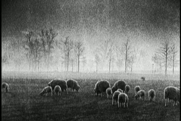 A black and white video still of sheep on a field with bare trees in the background. The background behind these trees is iluminated in white while the top of the image is shadowed in black.