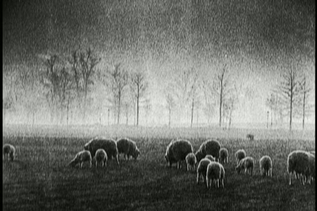 A black and white video still of sheep on a field with bare trees in the background. The background behind these trees is iluminated in white while the top of the image is shadowed in black.