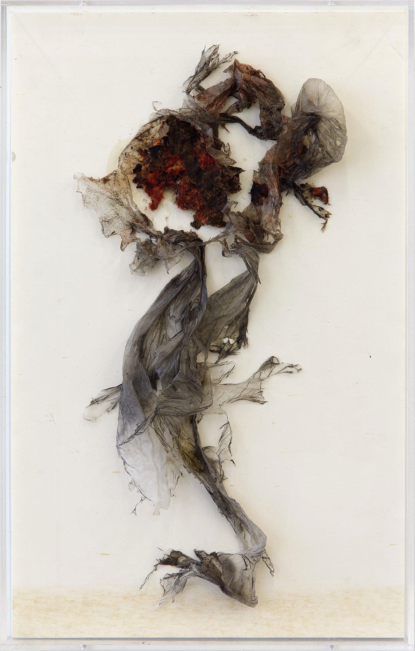 About Foundation for Contemporary Arts