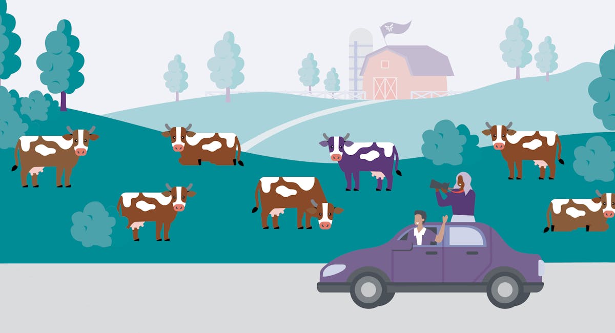 Recruit More Drivers with Your Purple Cow