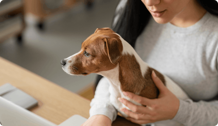 Dog staring at screen choosing the right pet health insurance plan