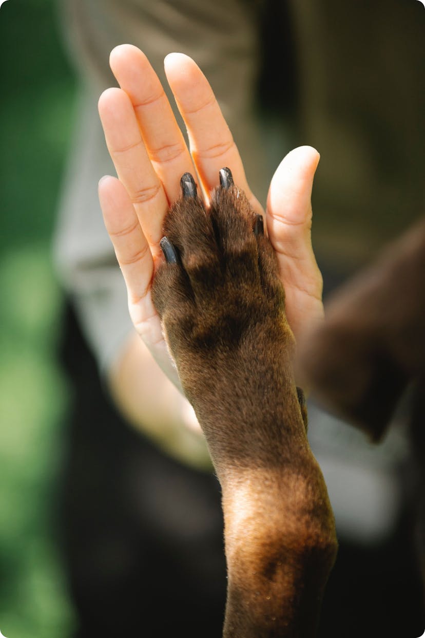 Dog paw high-fiving a human.