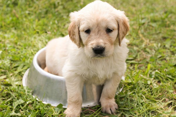 how many times a day should i feed my golden retriever