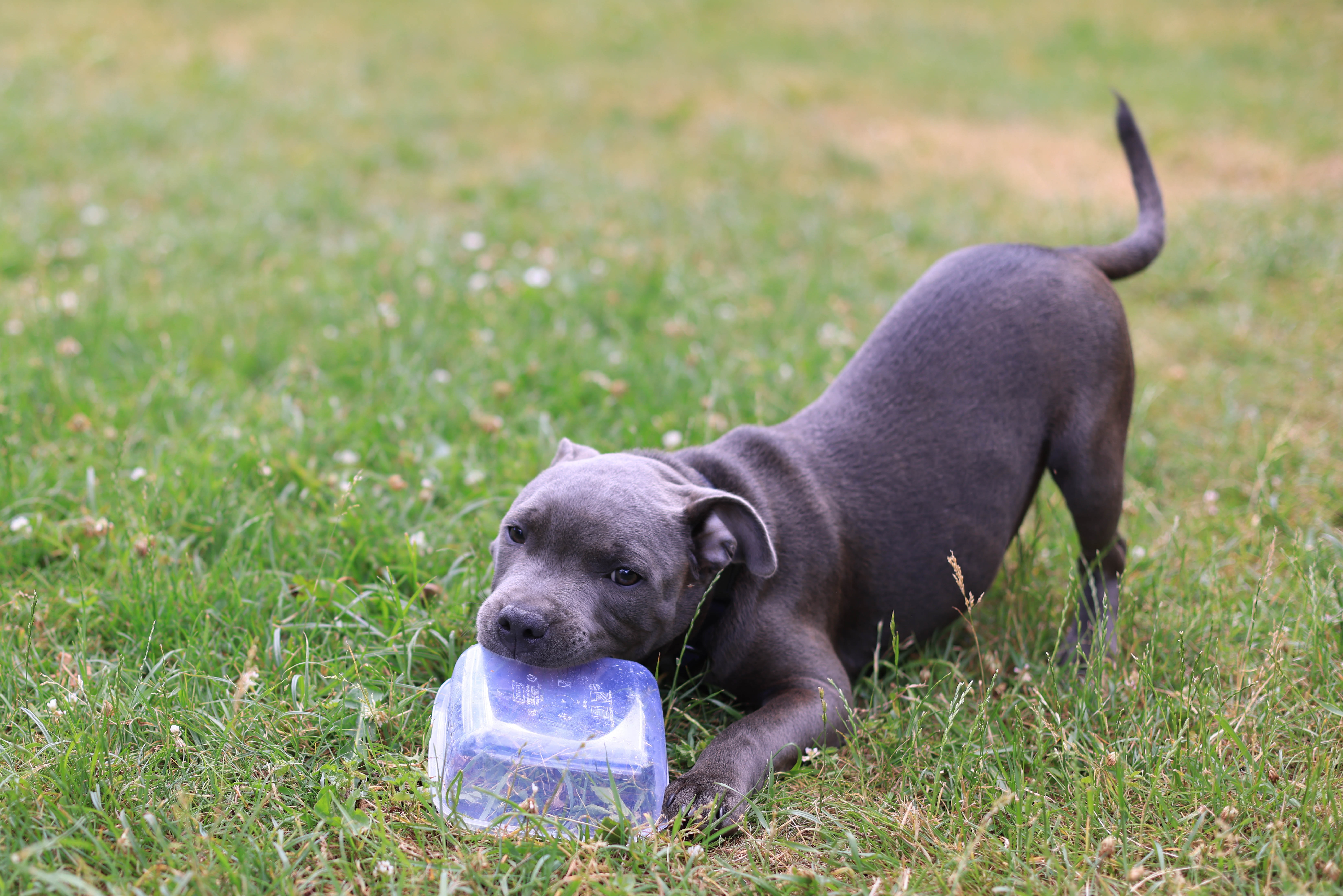 Dog whisperer puppy store biting