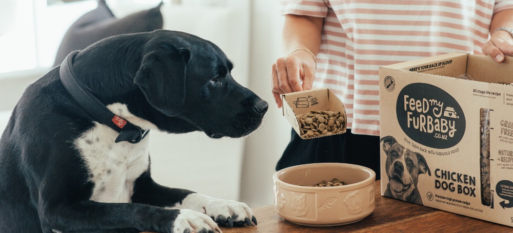 Picking the right outlet dog food