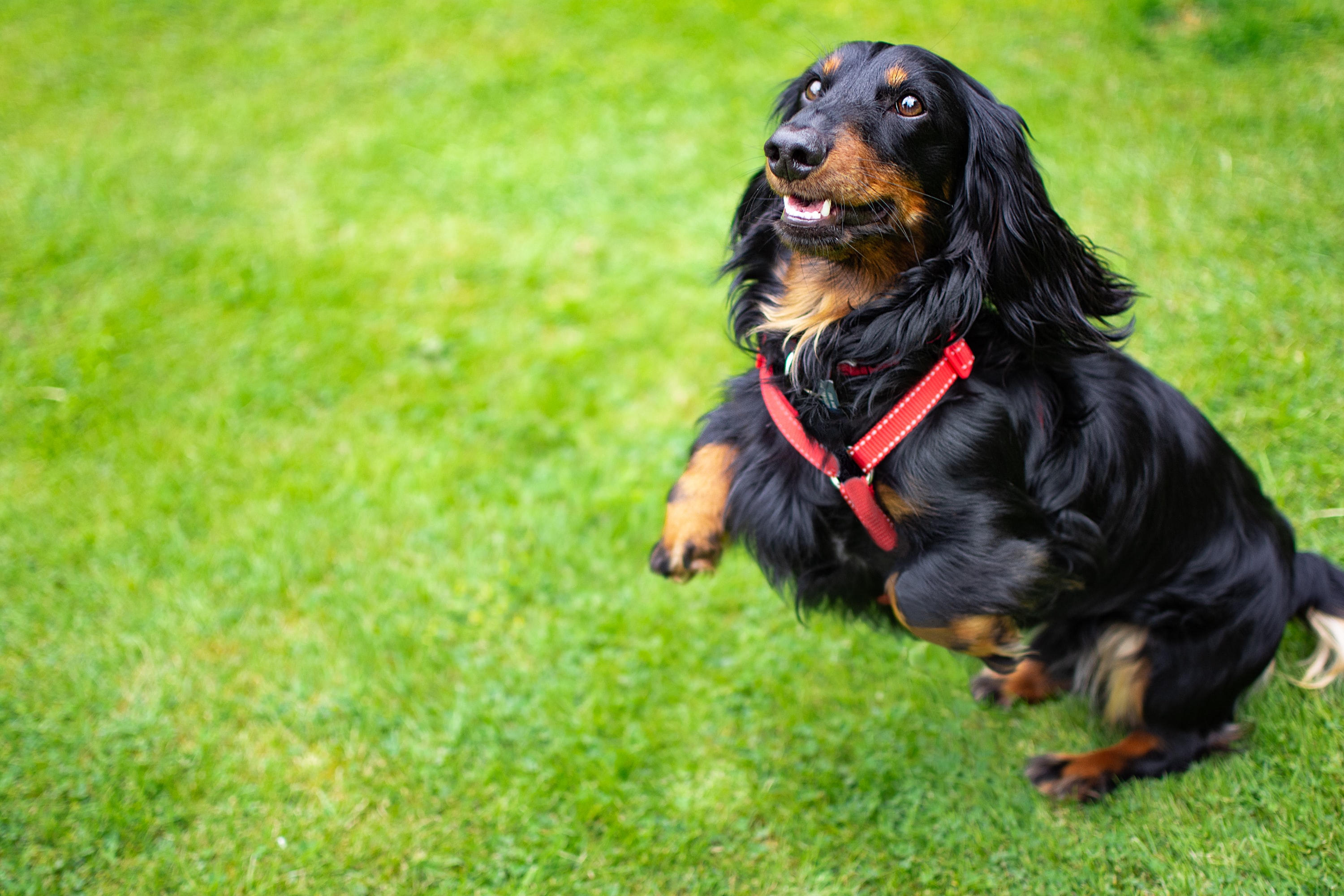 Dog biting leash top and jumping