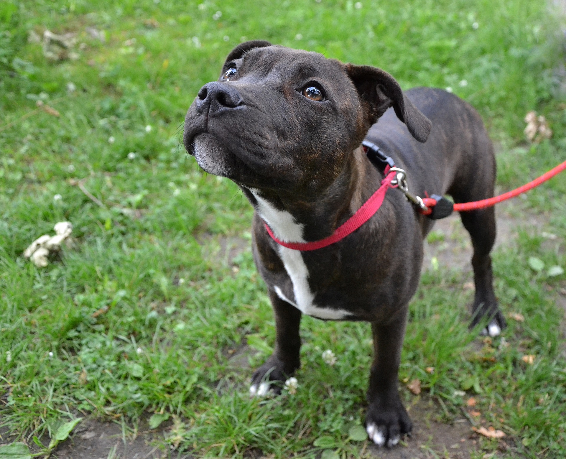 Training a outlet dog to walk