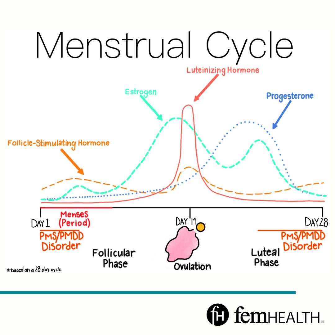 Menstrual Cycle Phases