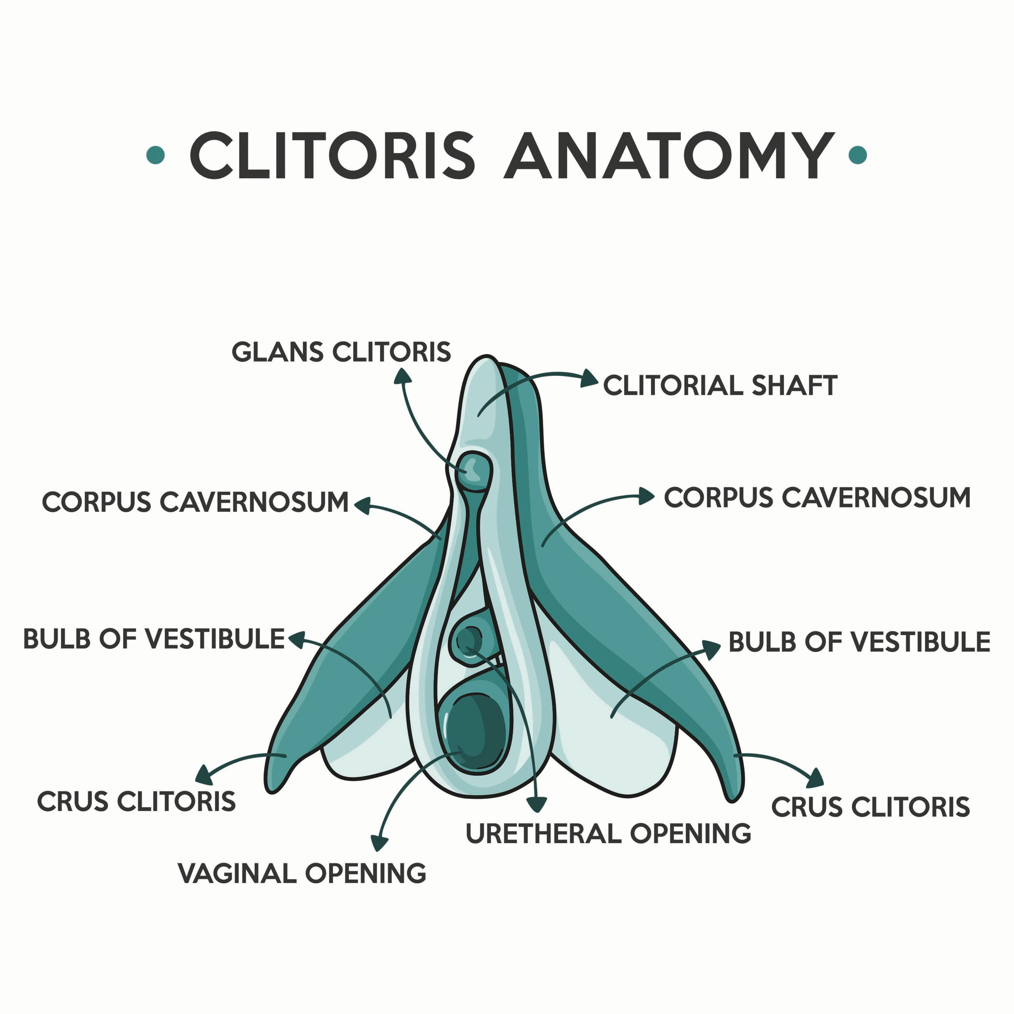 clitoris anatomy 