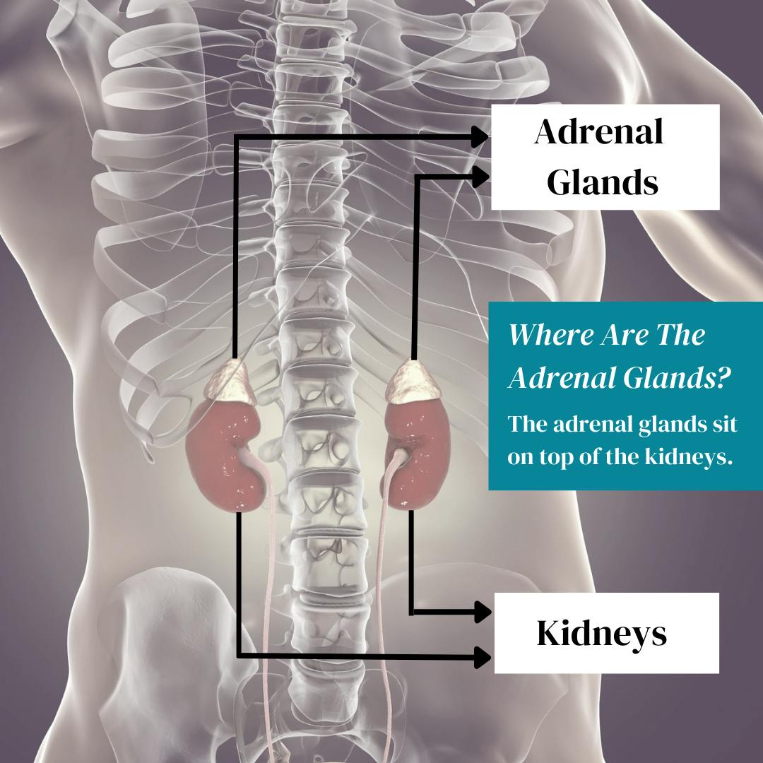 Where Are The Adrenal Glands