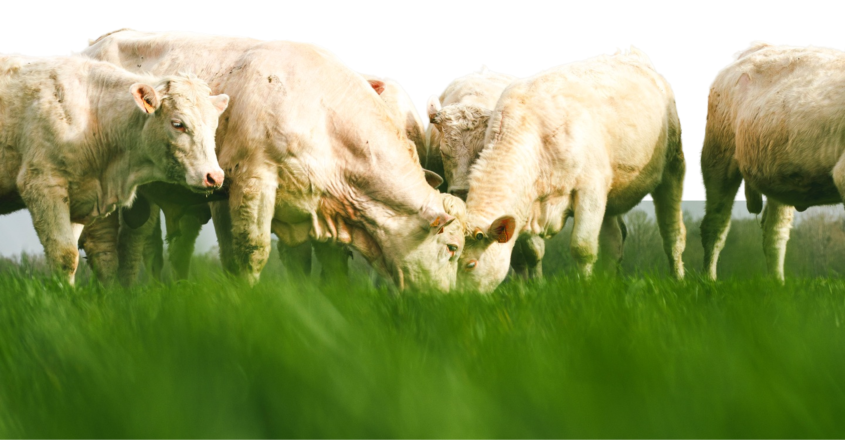 Bovins blancs au pâturage