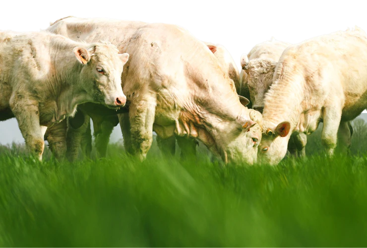 Bovins blancs au pâturage