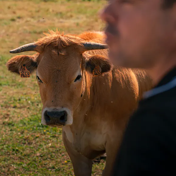 Boeuf au paturage
