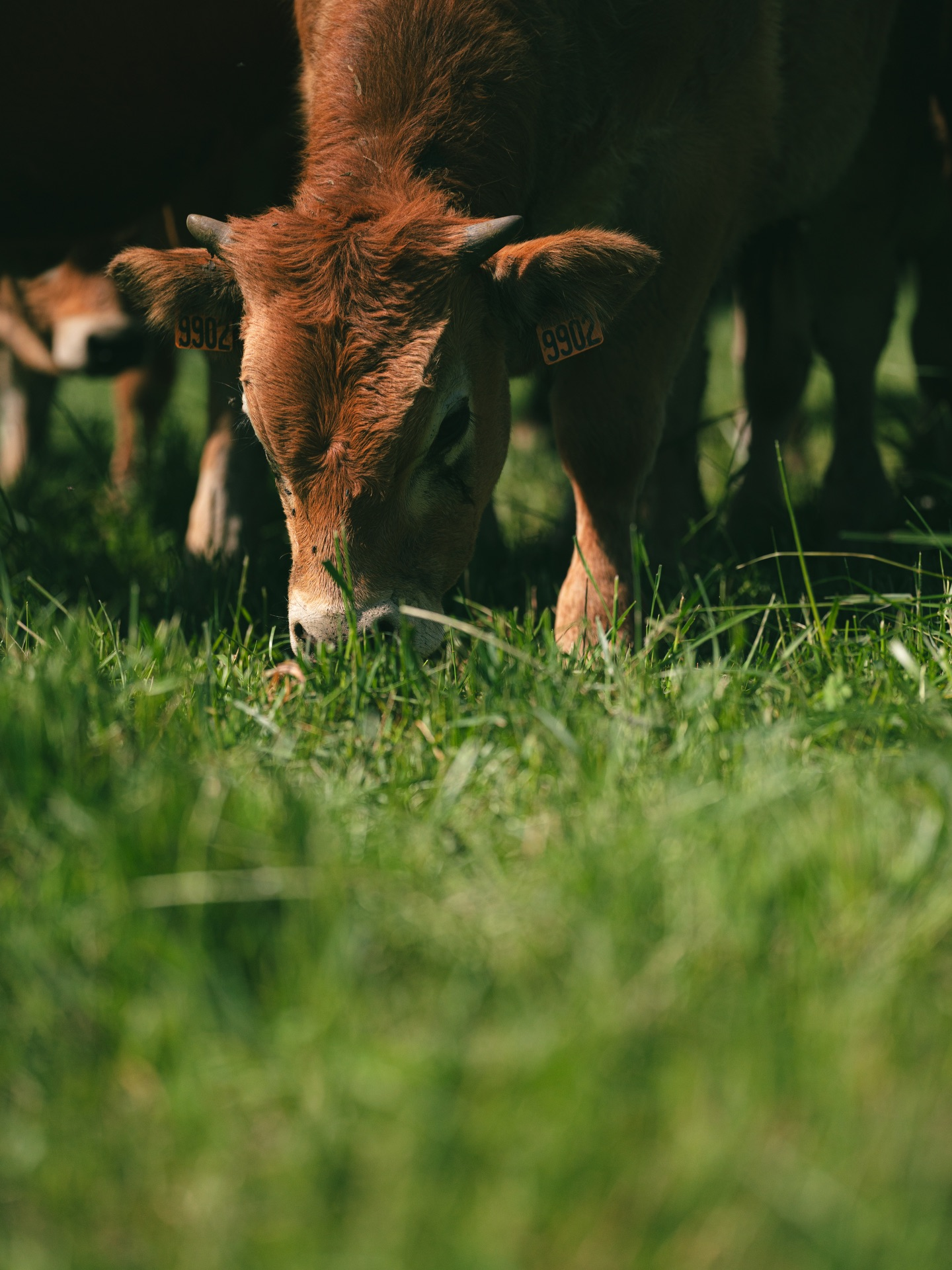 Vache au pâturage