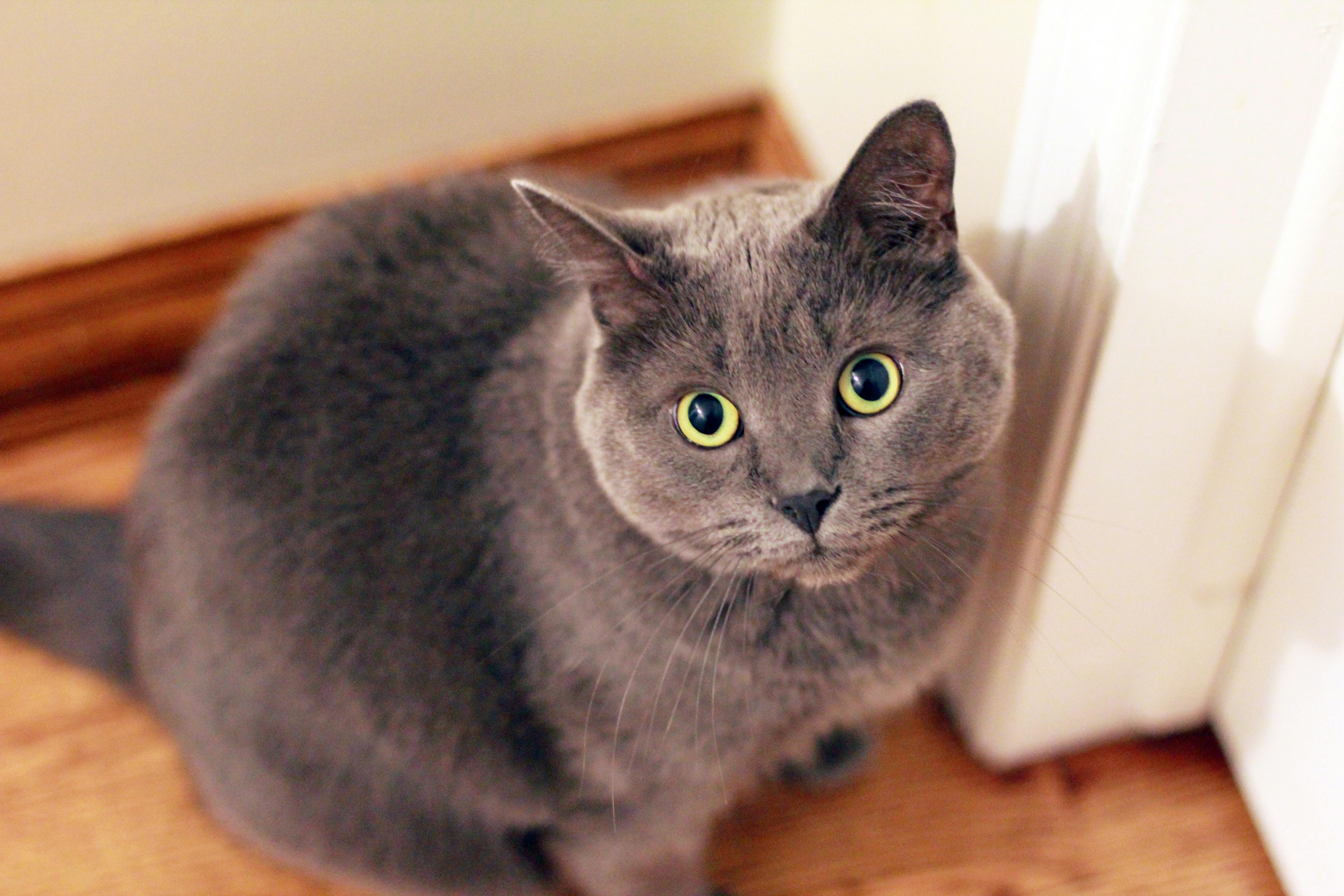 How to Tell if Your Dog or Cat is Vomiting Versus Regurgitating