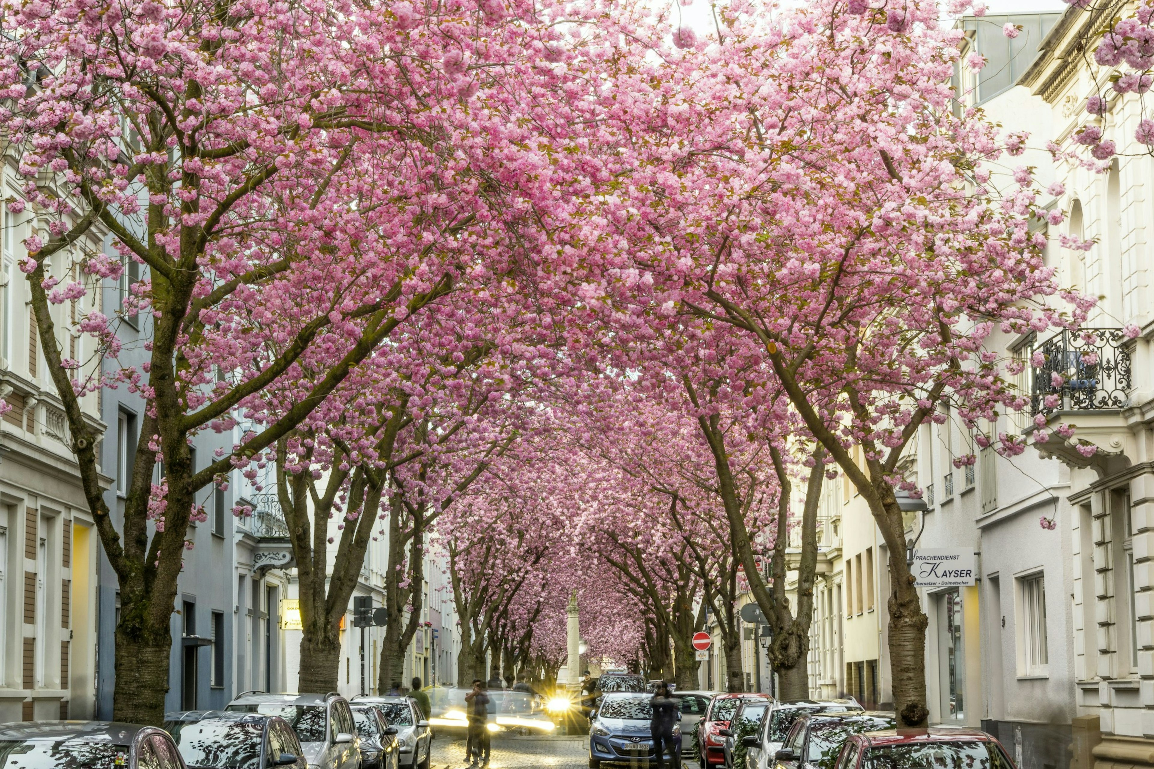 Bonn: Kirschblüte in der Altstadt