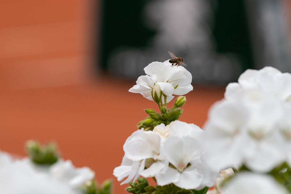 Abeilles, Biodiversité, Roland-Garros