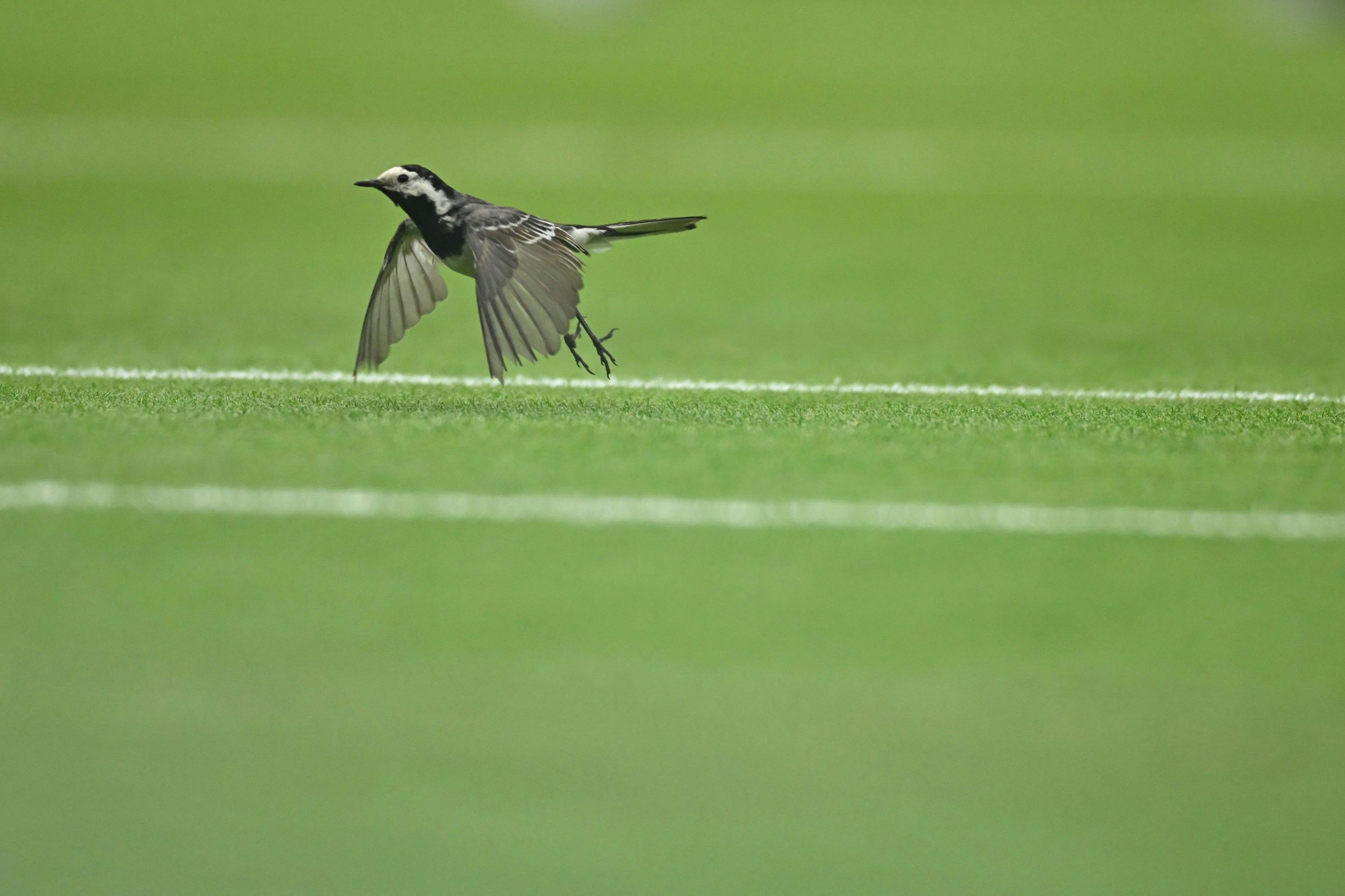 Bergeronnette grise / Wimbledon 2024