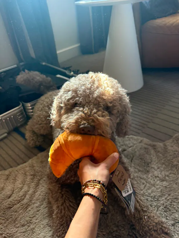 Zizou Berg's dog Zizou Berg's dog