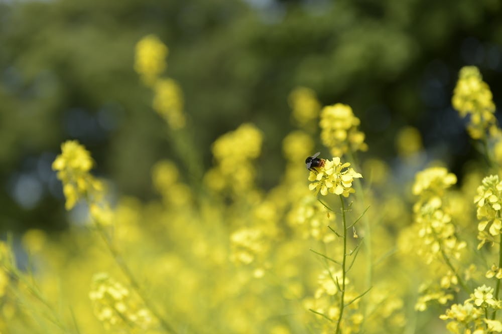 Développement Durable Abeilles Ruches Roland-Garros