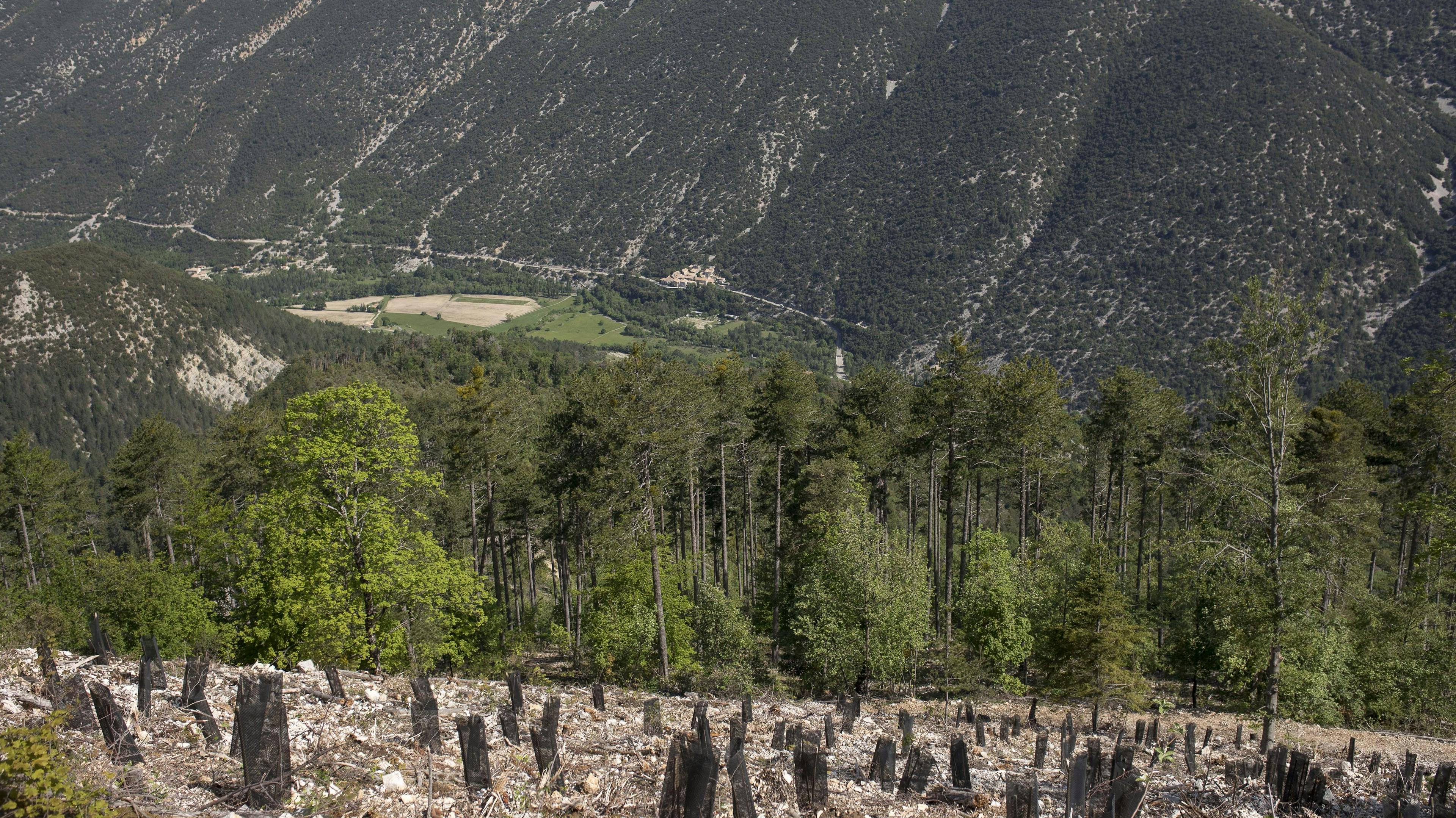 La plantation adaptative dans la forêt domaniale du Toulourenc.