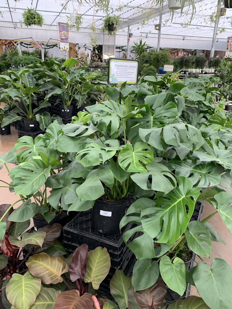 Some plants at Greengate garden center