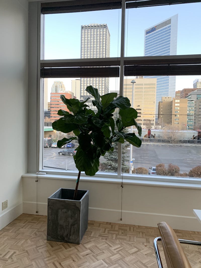 A tree against a window with a view of downtown Calgary
