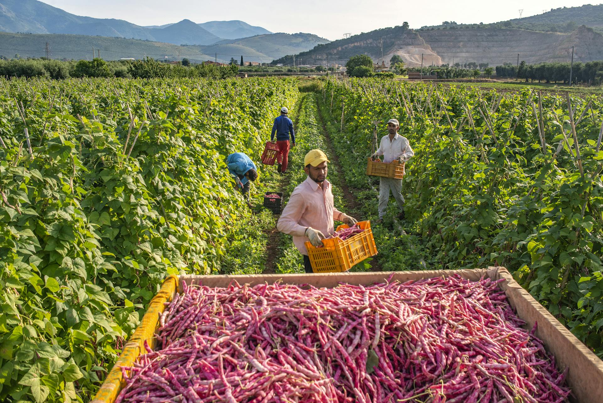 Punjabi workers harvesting cranberry beans in the Pontine Plain of Latina province. Credit: Marco Valle.
