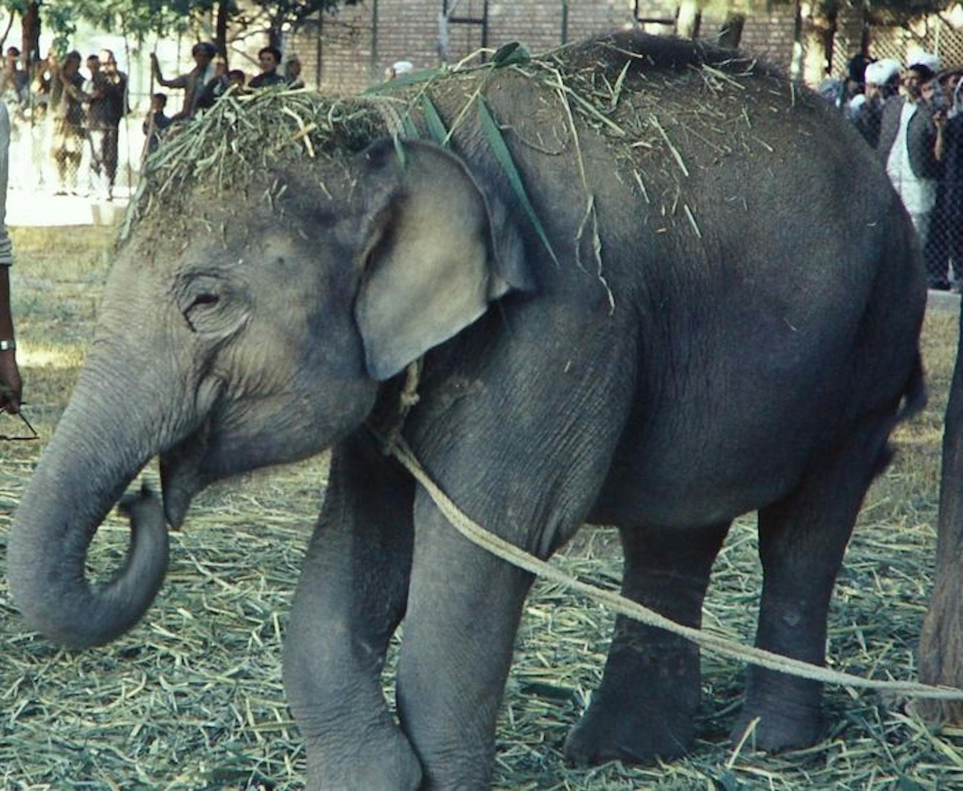 A rare colour photograph of young Hathi in her enclosure. Courtesy: Gunther Nogge
