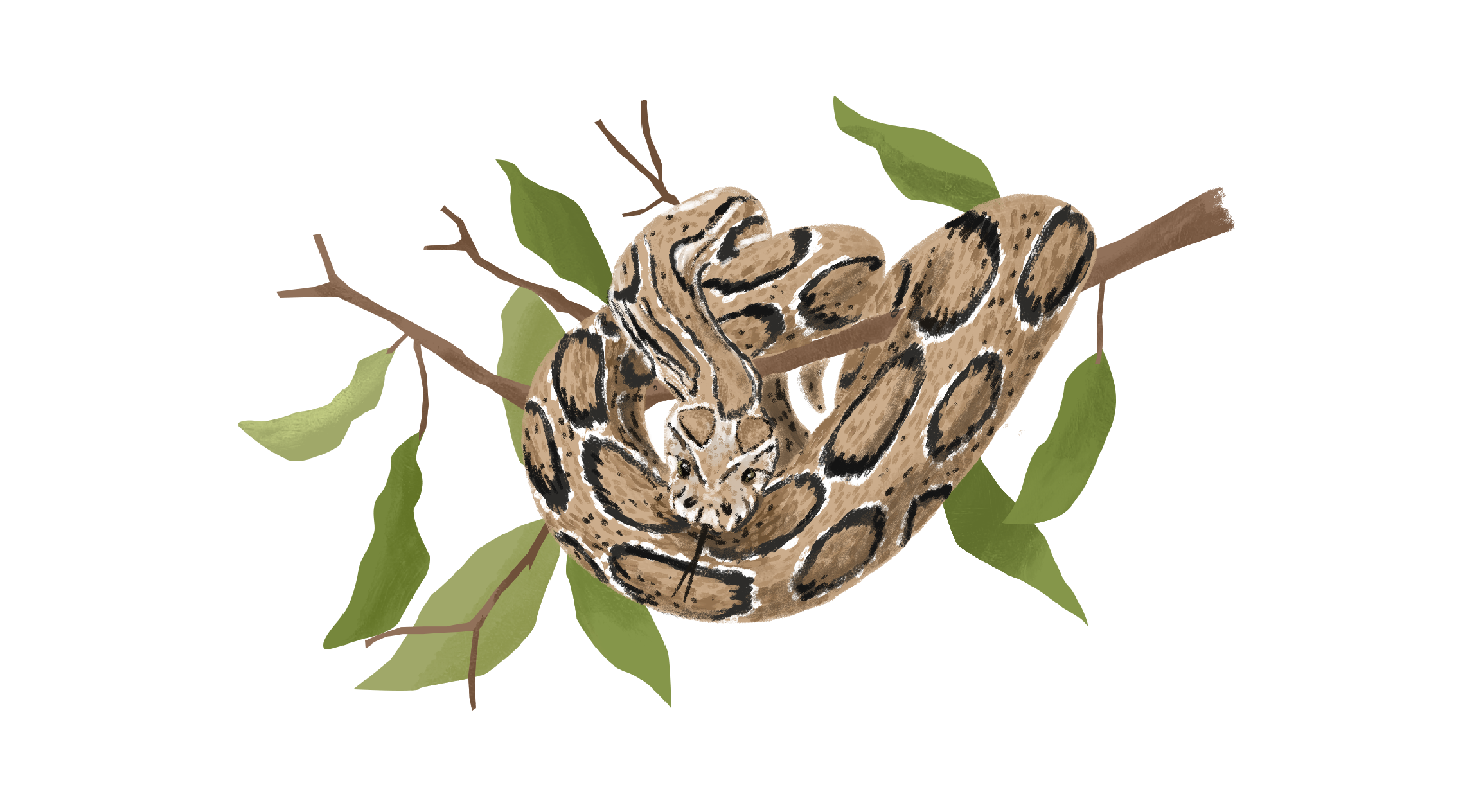 Scales by Kamakshi Ayyar; Illustration by Akshaya Zachariah on FiftyTwo.in