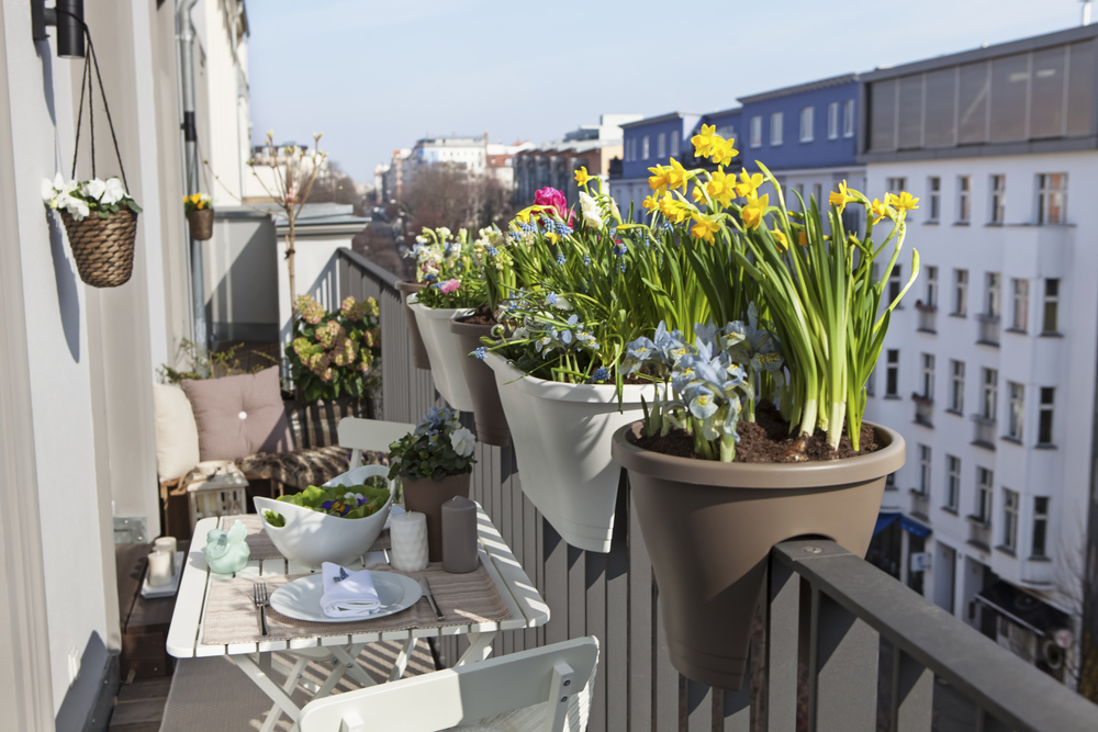 jasmin pour balcon