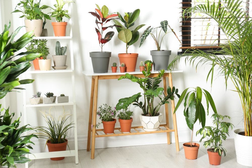 Des plantes d'intérieur pour embellir votre logement