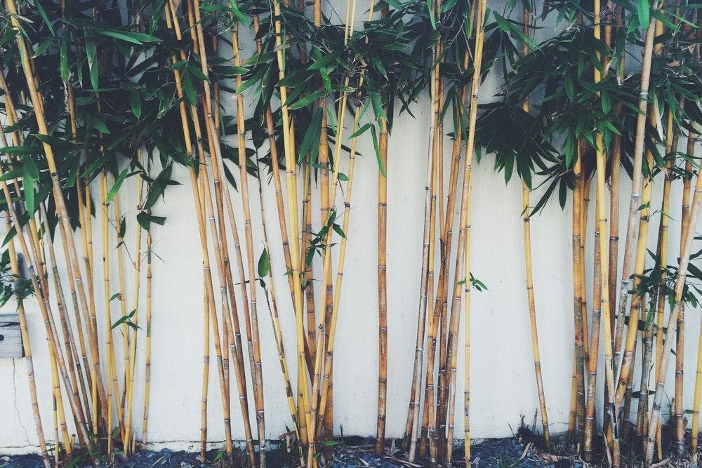 Le bambou en pot