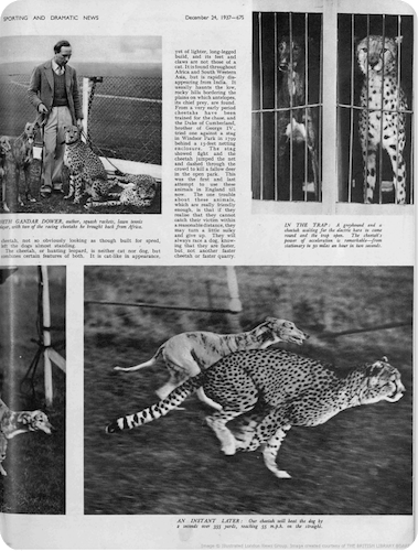 Illustrated Sporting and Dramatic News, 24 December 1937.
