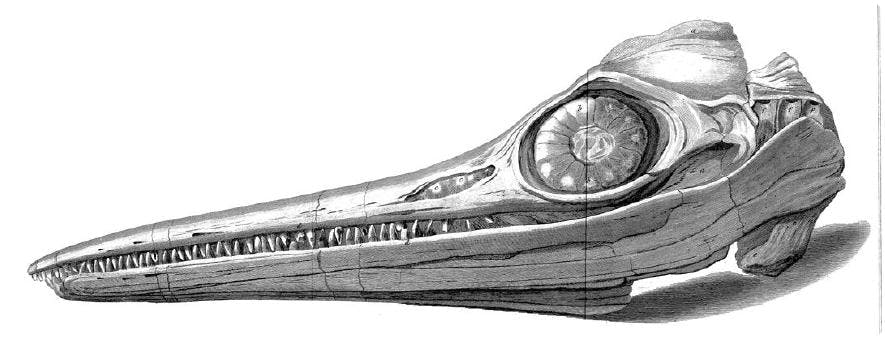 Ichthyosaur skull discovered by Mary Anning in 1811..