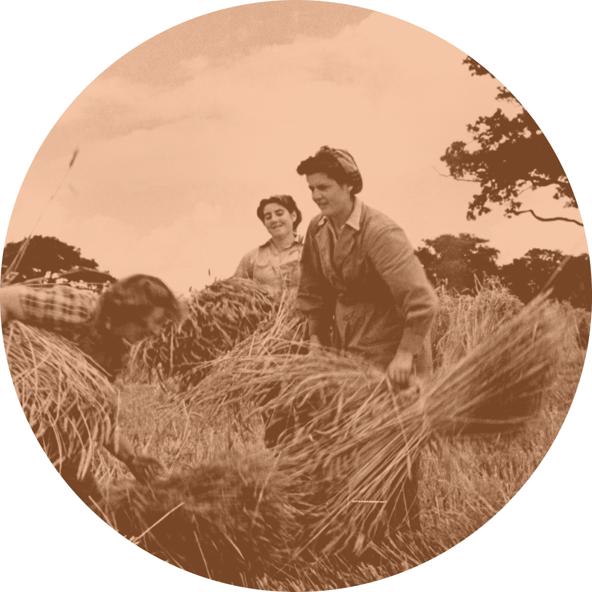 Women helping with the harvest during rationing