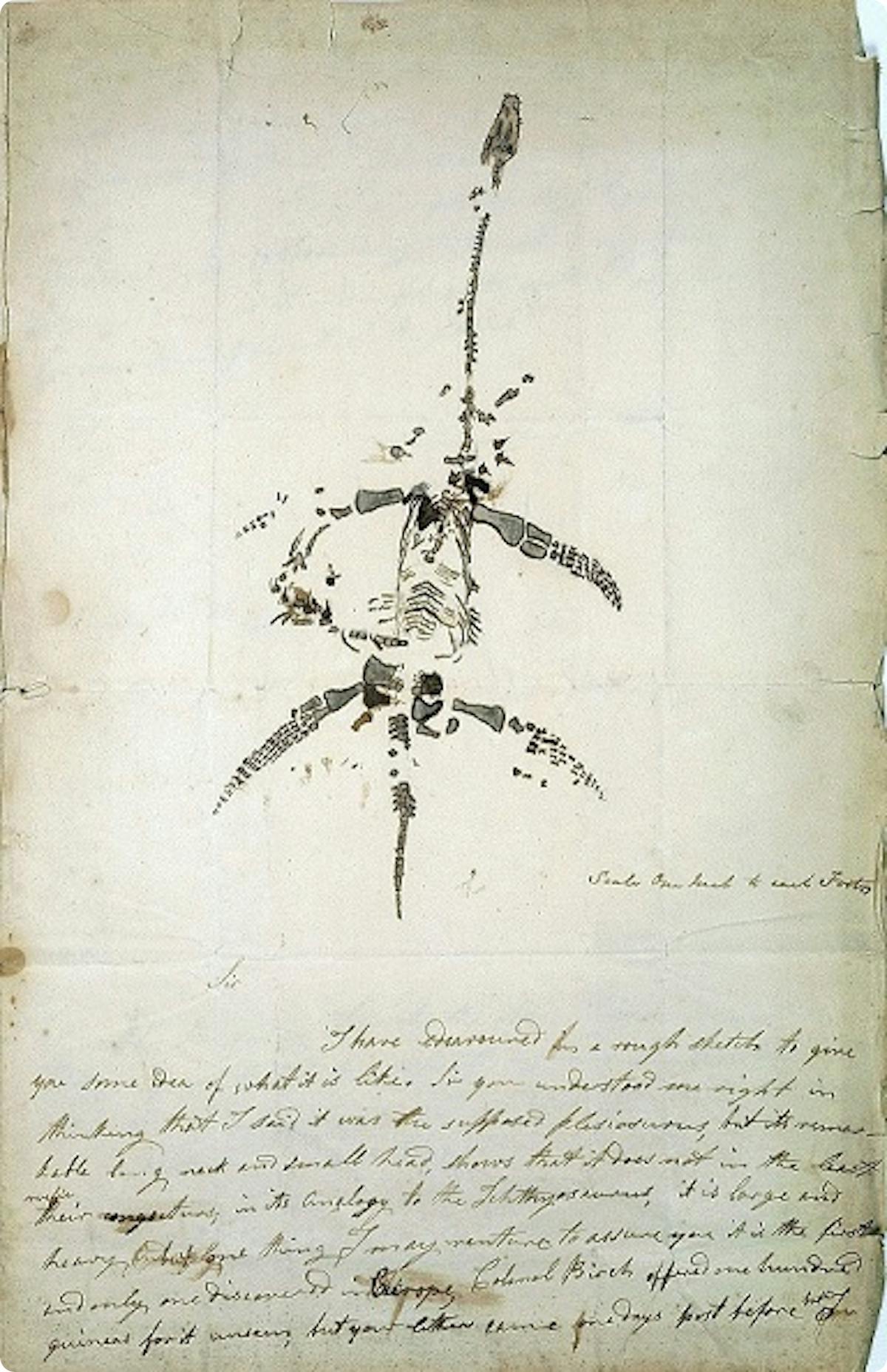 Autograph letter concerning the discovery of plesiosaurus, from Mary Anning, 1823.