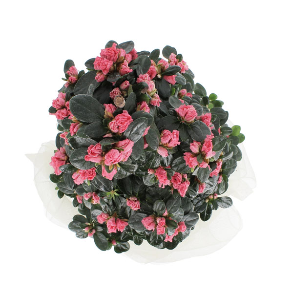 Azalea piramide Rosa intenso