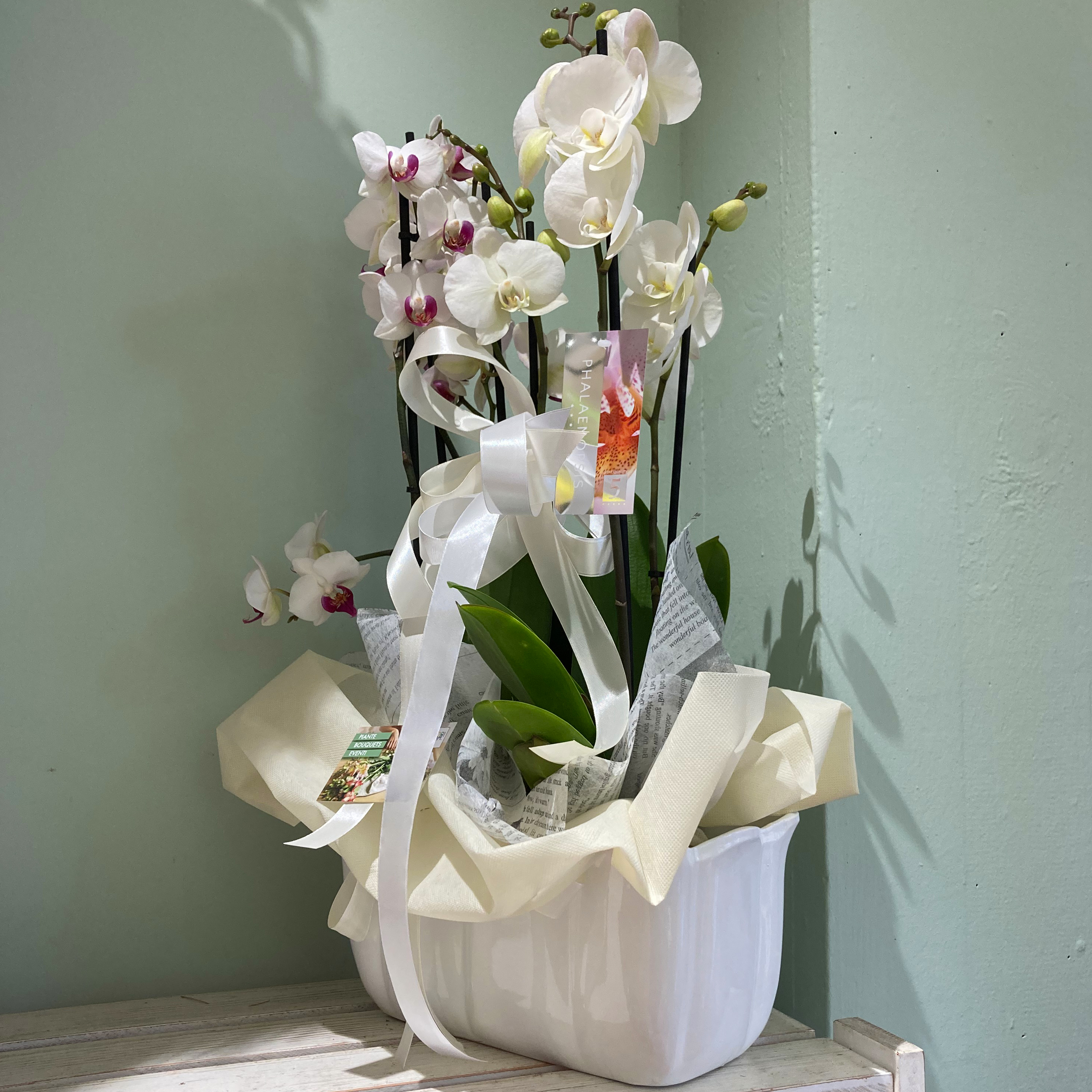 Orchidea composizione 2 piante a fiore bianco