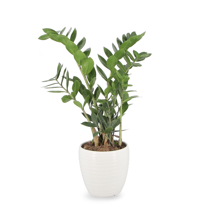 Zamioculcas