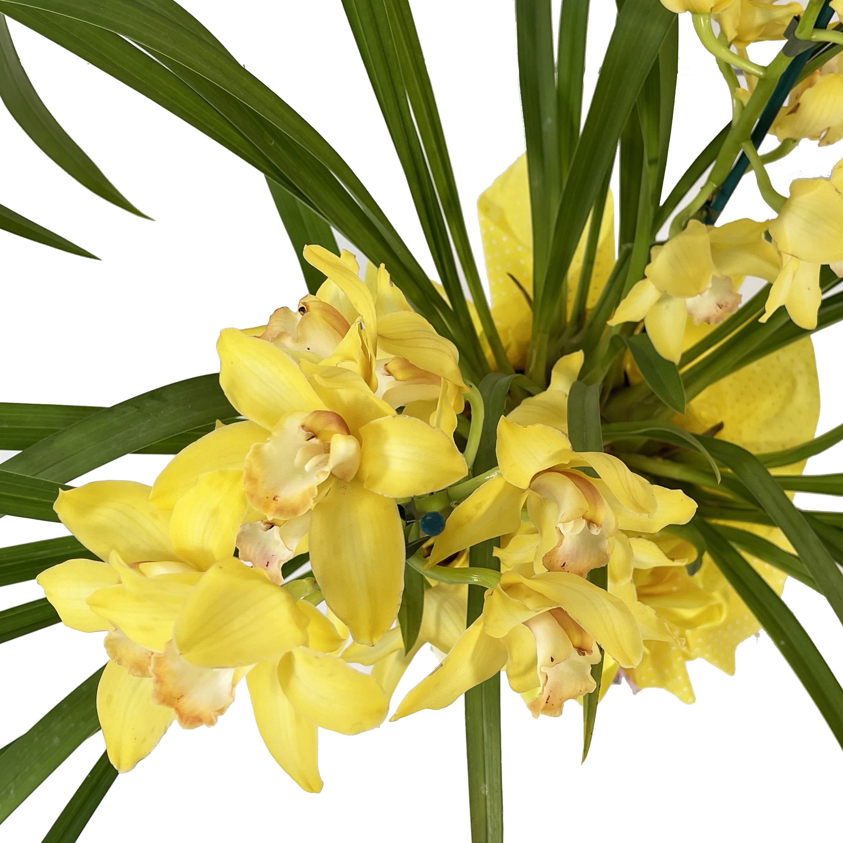 Cymbidium 2/3 rami giallo