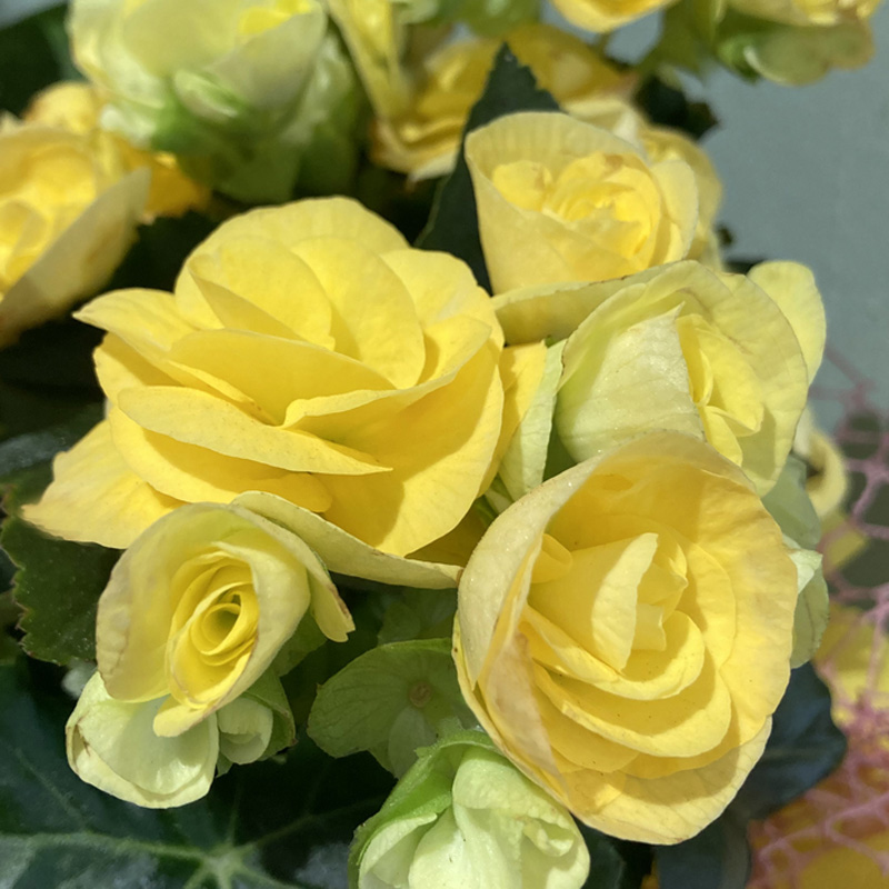 Cesto Yellow Sub Marine